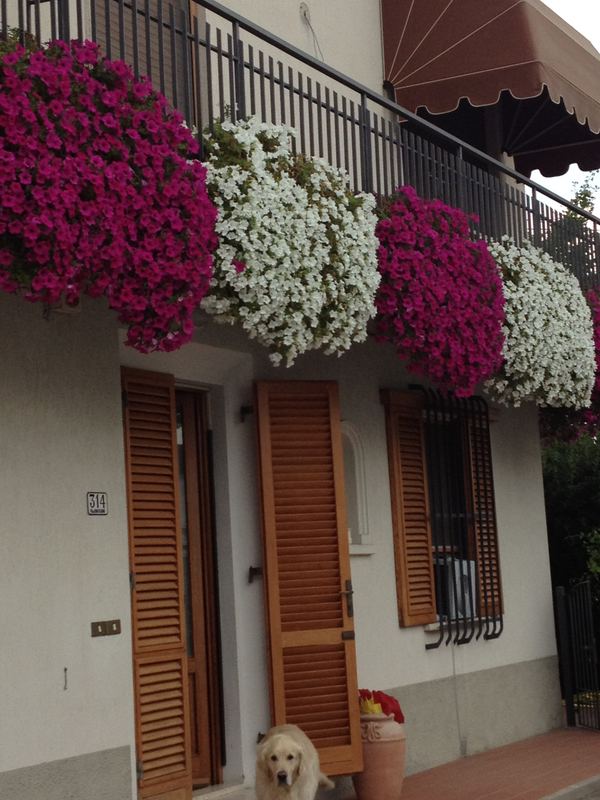 Terrazzo a Genova con mandevilla in vaso — realizzazione Peirano Vivai