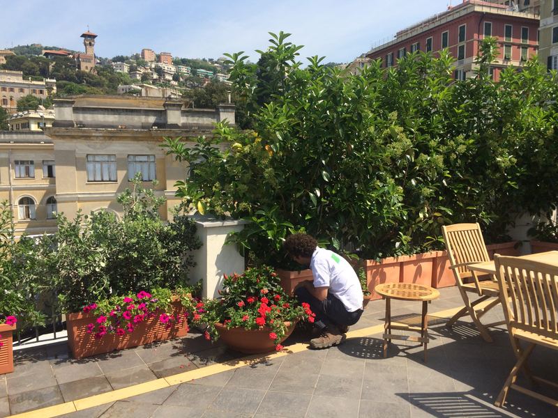 Terrazzo a Genova con canna indiana, arancio amaro e laurifolia in vaso — realizzazione Peirano Vivai
