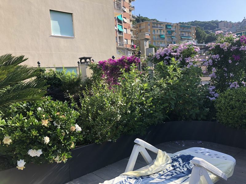 Terrazzo a Genova con gelsomino, bougainvillea e clerodendro in vaso — realizzazione Peirano Vivai
