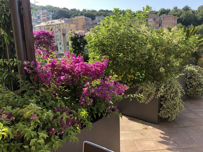 Terrazzo a Genova con bougainvillea, hydrangea e euonymus in vaso — realizzazione Peirano Vivai