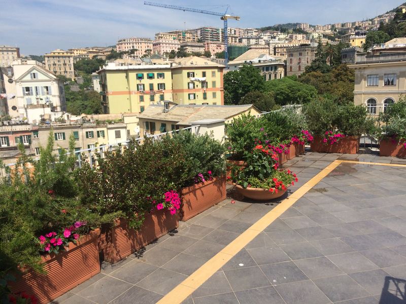 Terrazzo a Genova con petunia, oliveto e rosmarino in vaso — realizzazione Peirano Vivai