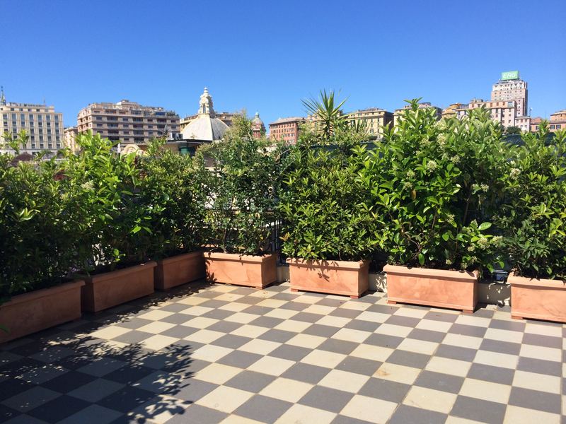 Terrazzo a Genova con falso alloro e yucca in vaso — realizzazione Peirano Vivai