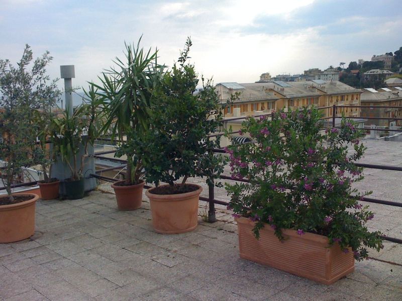 Terrazzo a Genova con olivo, yucca e nerium in vaso, giardino verticale — realizzazione Peirano Vivai