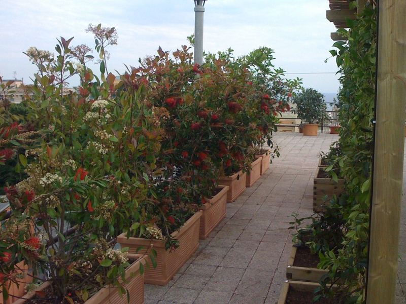 Terrazzo a Genova con photinia, buddleja e ligustro in vaso — realizzazione Peirano Vivai