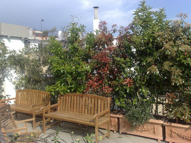 Terrazzo a Genova con alloro, fotinia e olivo in vaso — realizzazione Peirano Vivai
