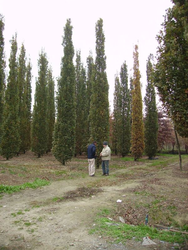 Alberature in filari nel vivaio Peirano