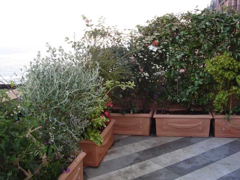 Terrazzo a Genova con olivello spinoso, fucsia e lantana in vaso — realizzazione Peirano Vivai