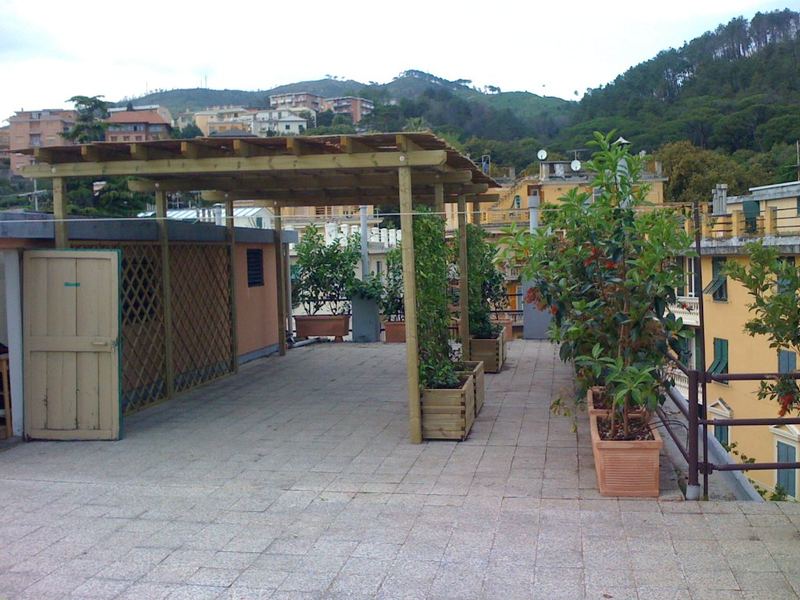 Terrazzo a Genova con ficus, ligustro e olivo in vaso, pergolato e giardino verticale — realizzazione Peirano Vivai