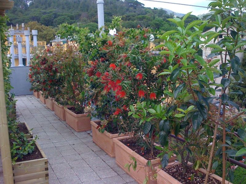 Terrazzo a Genova con buddleja rossa, pervinca e melaleuca in vaso — realizzazione Peirano Vivai