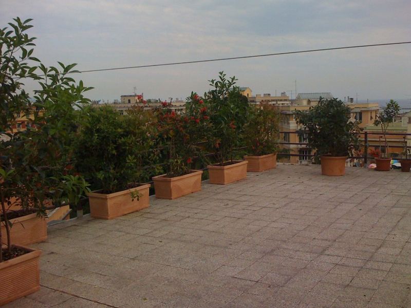 Terrazzo a Genova con oleandro, alloro e melo in vaso — realizzazione Peirano Vivai