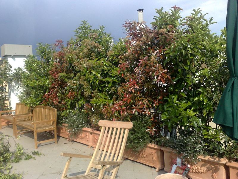 Terrazzo a Genova con fotinia, laurifolia e rosmarino in vaso, giardino verticale — realizzazione Peirano Vivai