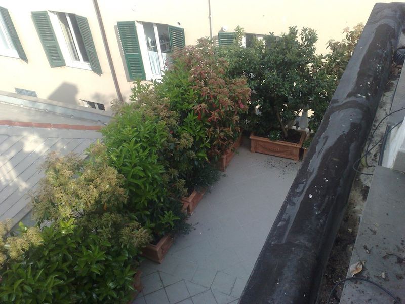 Terrazzo a Genova con ligustro, alloro e photinia in vaso — realizzazione Peirano Vivai