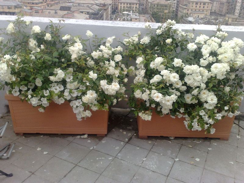 Terrazzo a Genova con rosa in vaso — realizzazione Peirano Vivai