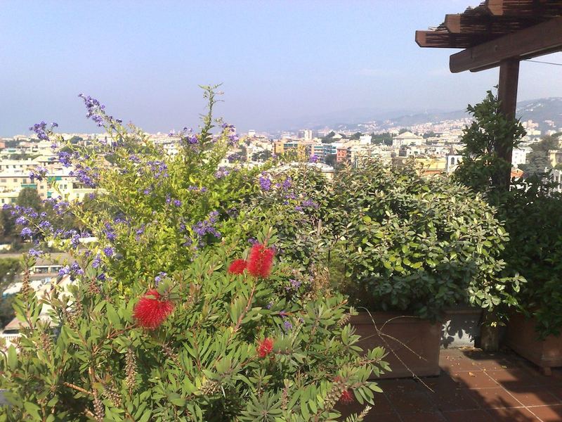 Terrazzo a Genova con cestrum, callistemon e elaeagnus in vaso — realizzazione Peirano Vivai