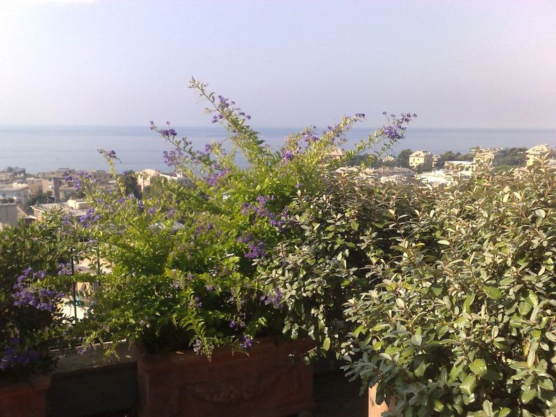 Terrazzo a Genova con clerodendro e elaeagnus in vaso, vista mare — realizzazione Peirano Vivai