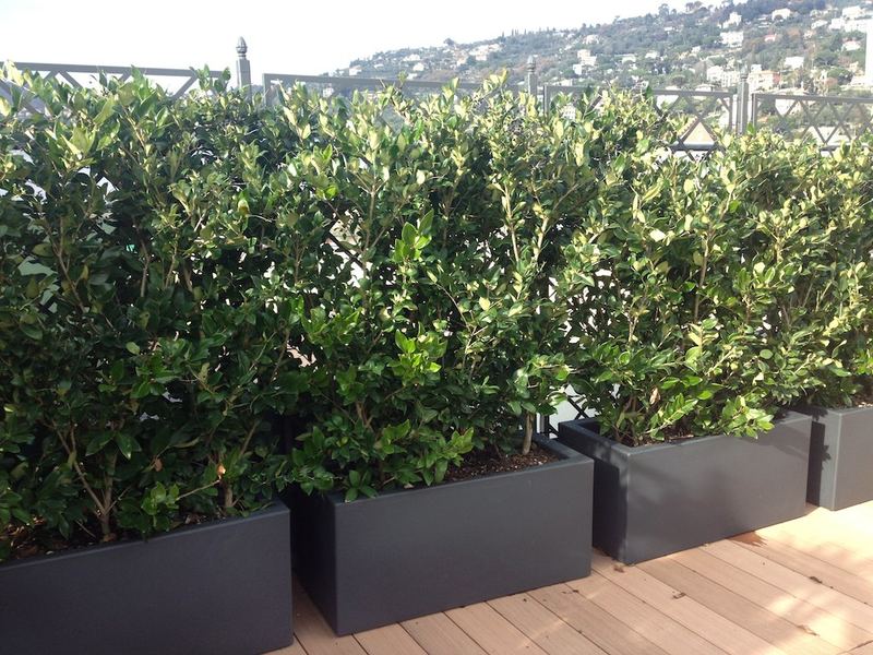 Terrazzo a Genova con buxus e euonymus in vaso — realizzazione Peirano Vivai
