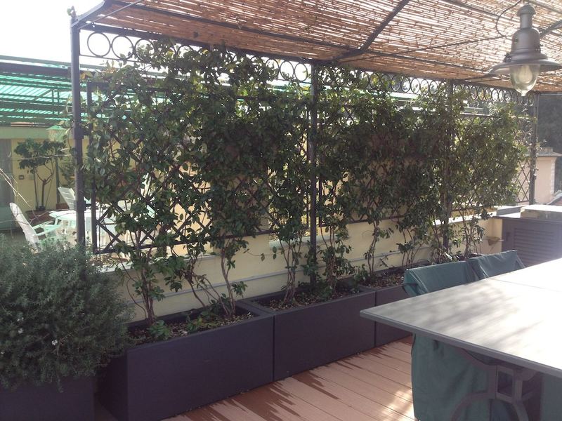 Terrazzo a Genova con roseto rampicante e westringia in vaso, pergolato — realizzazione Peirano Vivai