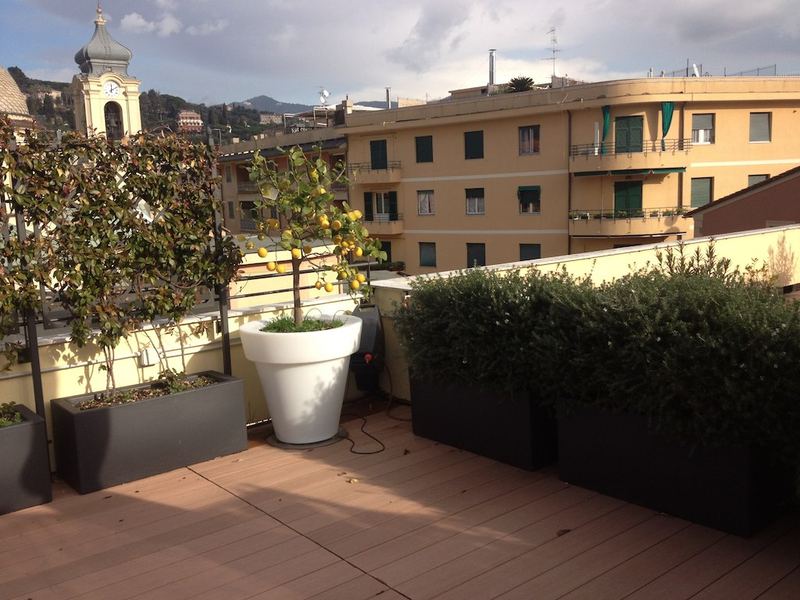 Terrazzo a Genova con limone, buxus e ficus in vaso — realizzazione Peirano Vivai