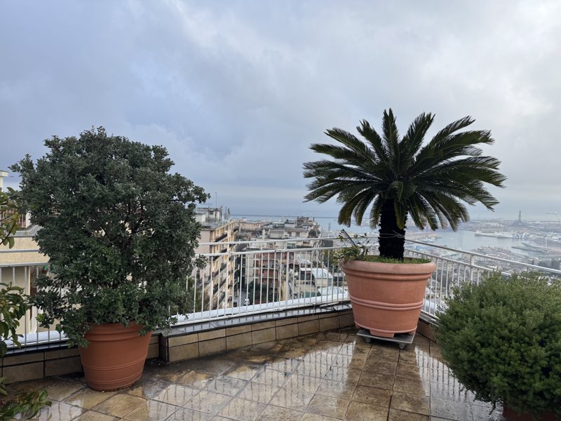 Terrazzo a Genova arredato a verde — realizzazione Peirano Vivai
