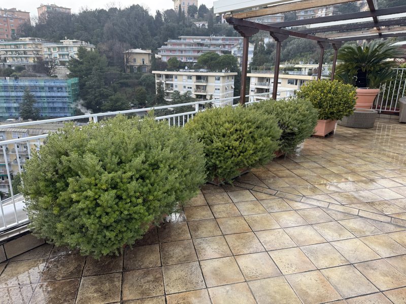 Terrazzo a Genova arredato a verde — realizzazione Peirano Vivai